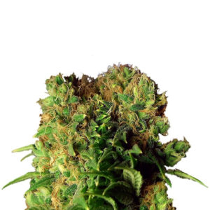 Семена сорта Dutch Dragon fem (Paradise Seeds)