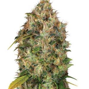 Семена сорта Dutch Kush fem (Paradise Seeds)