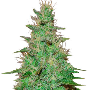 El Alquimista Auto fem (Samsara Seeds) семена конопли