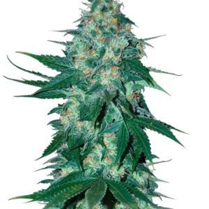 Семена сорта El Alquimista fem (Samsara Seeds)