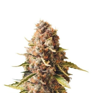 Euphoria fem (RQS) семена конопли