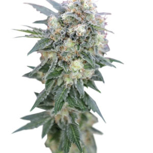 Ganesh regular (Mandala Seeds) семена конопли