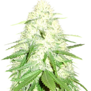 Green Mango Kush fem (Sumo Seeds) семена конопли