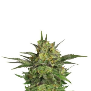 Haze Berry fem (RQS) семена конопли