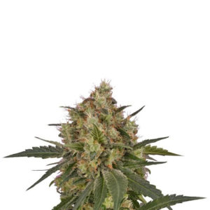 Ice fem (RQS) семена конопли