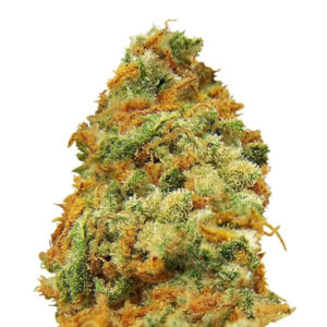 Indian Kush fem (VIP seeds) семена конопли