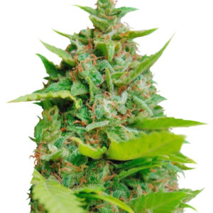 Kiss Dragon fem (Samsara Seeds) семена конопли