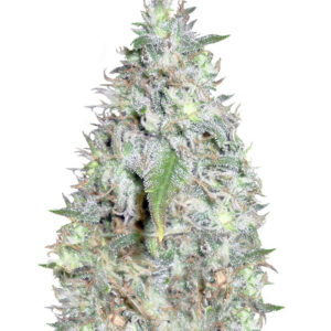 Семена сорта Kali's White Shadow fem (KFC Seeds)