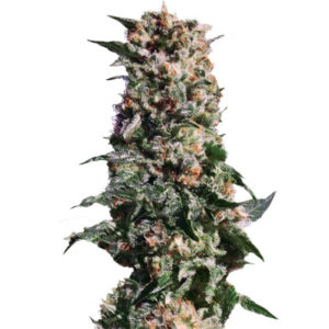 La Blanca fem (Kannabia Seeds) семена конопли
