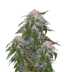 Medical VIP fem (VIP seeds) семена конопли