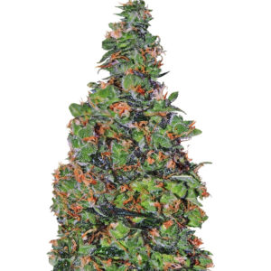Семена сорта Membrana Hiper Auto fem (VIP seeds)