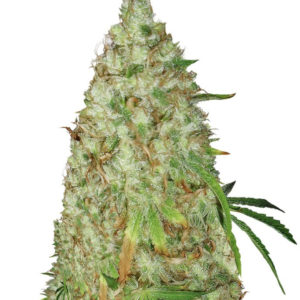 Семена сорта Night Night fem (KFC Seeds)