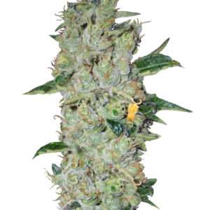 Northern Lights regular (Nirvana Seeds) семена конопли