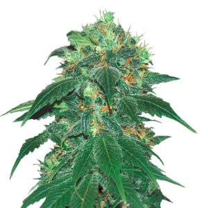 Punky Lion fem (Samsara Seeds) семена конопли