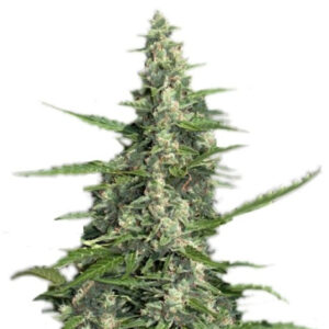 Pandora auto fem (Paradise Seeds) семена конопли