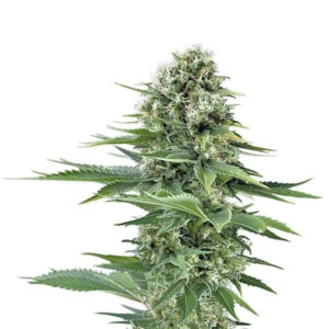 Power Flower fem (RQS) семена конопли
