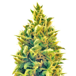 Семена сорта Puff Puff Pass Out fem (KFC Seeds)