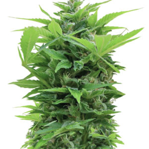 Shot Adrenaline auto fem (Samsara Seeds) семена конопли