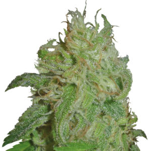 Sweet Black Angel fem (Samsara Seeds) семена конопли