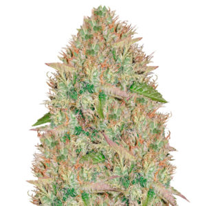 Silver Haze fem (Vision Seeds) семена конопли