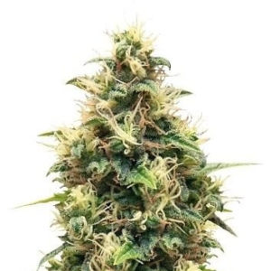 Somango XL fem (RQS) семена конопли