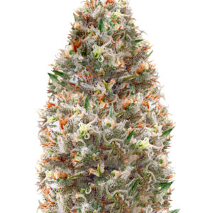 Supreme Lemon fem (Vision Seeds) семена конопли