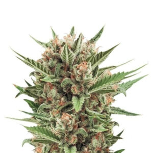 Sweet Skunk Automatic fem (RQS) семена конопли
