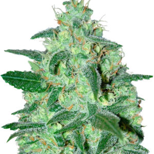 Thunder Bloody Mary auto fem (Samsara Seeds) семена конопли