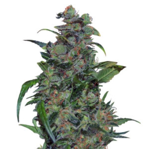 Tank fem (VIP seeds) семена конопли