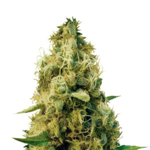 Семена сорта Cheesy Mist Tree (Wheelchair Cheese) fem (KFC Seeds)