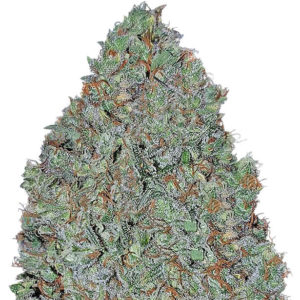 Cinderella's fem (Sumo Seeds) семена конопли