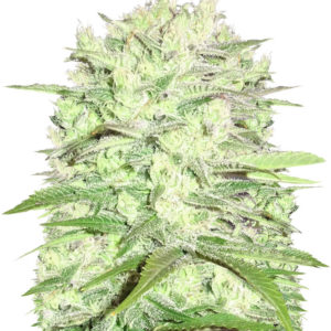 Thunderstruck fem (Sumo Seeds) семена конопли