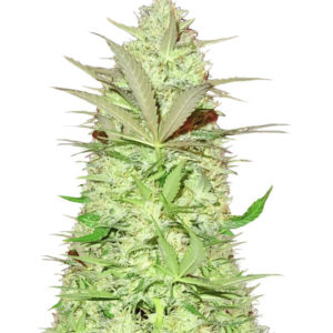 Ultimate AK fem (Sumo Seeds) семена конопли
