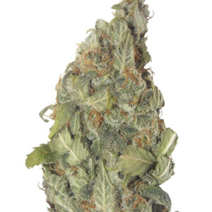 Vision Critical Auto Fem (Vision Seeds) семена конопли