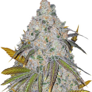 White Caramel Cookie fem (Sumo Seeds) семена конопли