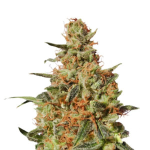 White Domina fem (Kannabia Seeds) семена конопли