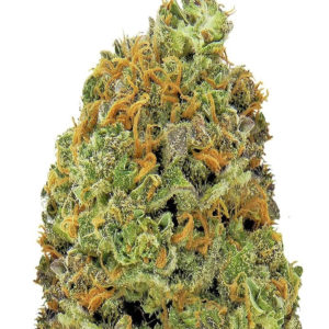 Wipeout Express auto (Heavyweight Seeds) семена конопли