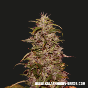 Big Altai Sativa Express fem (Kalashnikov Seeds) семена конопли