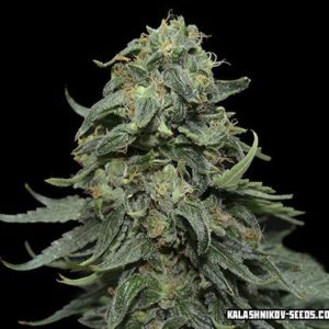 Kabul Express fem (Kalashnikov Seeds) семена конопли