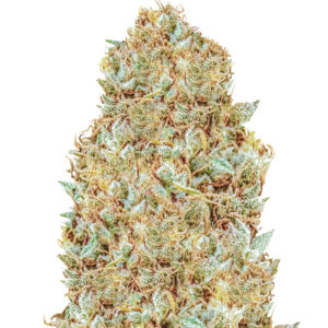 Семена сорта Monster Zkittles fem (Monster Genetics)