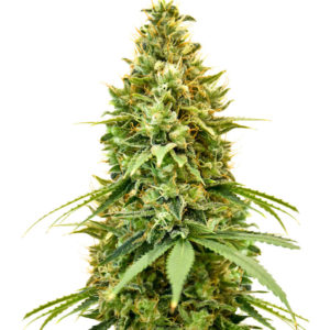 Семена сорта Amnesia Haze fem (Amsterdam Seeds)