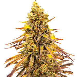 Семена сорта Black Widow fem (Amsterdam Seeds)