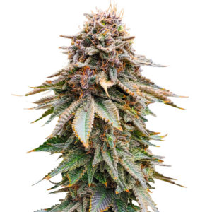 Семена сорта Blackberry Moonrocks fem (AlphaFem Seeds)