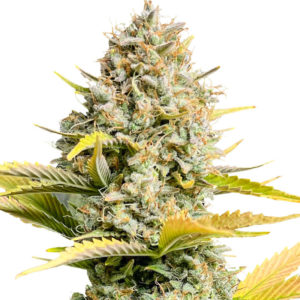 Dozy Sith fem (AlphaFem Seeds)
