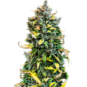 Семена сорта Haze Auto fem (Amsterdam Seeds)