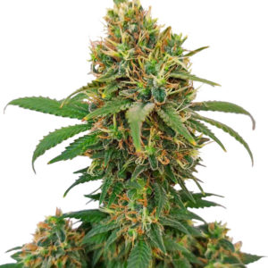Семена сорта I'm Alive fem (AlphaFem Seeds)