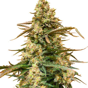 Семена сорта Sith OG fem (AlphaFem Seeds)