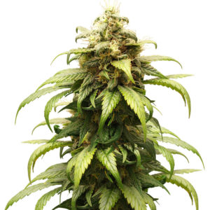Семена сорта Skunk Amsterdam fem (Amsterdam Seeds)