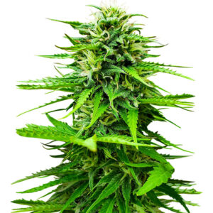 Семена сорта Snow Star Auto fem (Amsterdam Seeds)