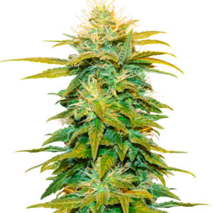 Семена сорта Snow White Amsterdam fem (Amsterdam Seeds)